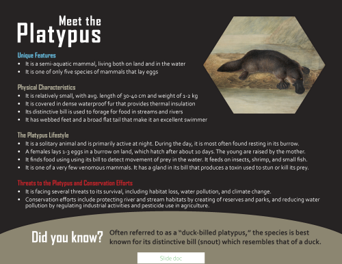 Slide doc design – Platypus facts educational presentation