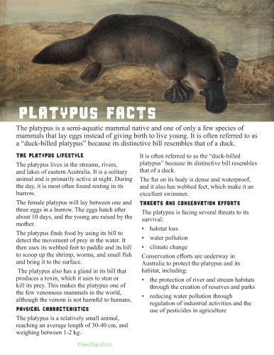 Flyer/handout variation – Platypus facts with bold typographic style